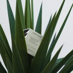 No. 4 Candle, Set goals that scare you and excite you at the same time